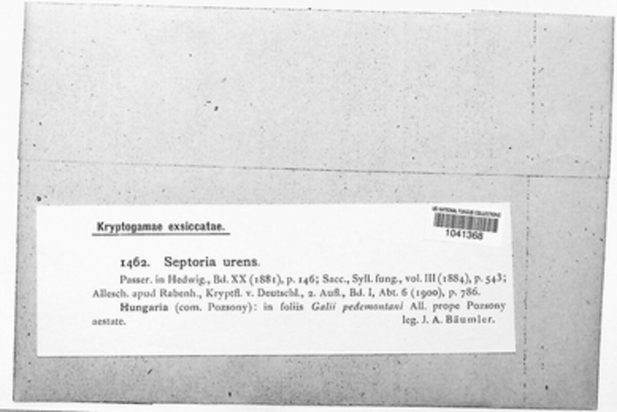 Septoria urens image